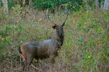 Male Sambar deer with horns