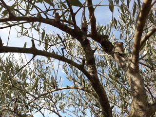 Pianta d'ulivo in primavera 