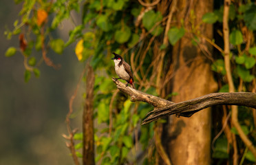 Red whiskered bulbul sitting on a branch