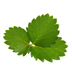 strawberries leaves isolated on a white background