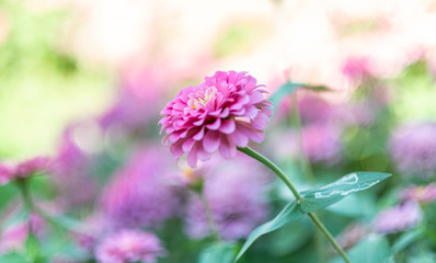 Cosmos flowers bloom in the rainy season in the garden.