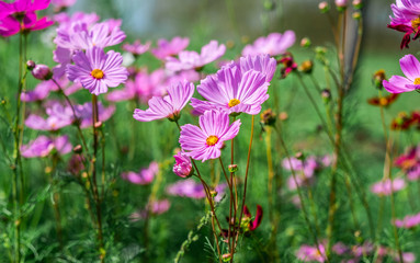 Cosmos flowers bloom in the rainy season in the garden.