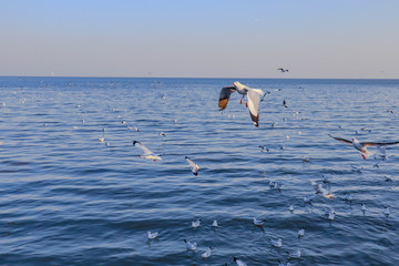 Fototapeta na wymiar Seagulls bird flying over the sea with beautiful sunset on evening twilight sky landscape background