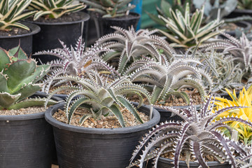 Selective focus Encholirium plant in the garden.Close up Bromeliad plant or Dyckia hybrid bromeliad...