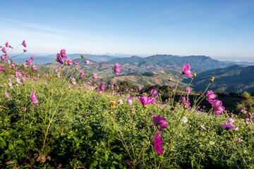 Cosmos flowers bloom in the rainy season in the garden.