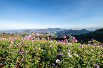 Fototapeta premium Cosmos flowers bloom in the rainy season in the garden.