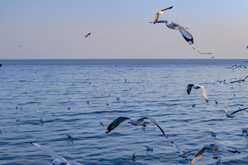 Seagulls bird flying over the sea with beautiful sunset on evening twilight sky landscape background