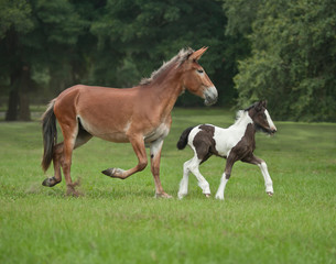 Obraz na płótnie Canvas Mule embyo recipient with birth foal running in pasture