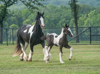 gypsy vanner mare runs with foal in paddock