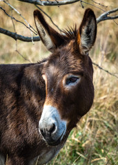 Donkey along a country road in Fort Bend County!