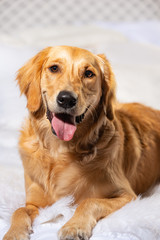 Studio portrait of Golden Retriever. Smiling with mouth open.  high key on white background. 