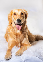 Studio portrait of Golden Retriever. Smiling with mouth open.  high key on white background. 