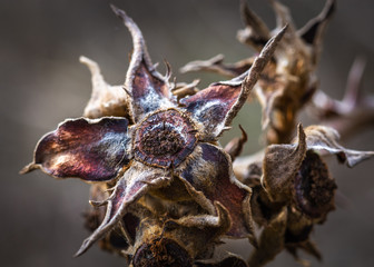 A faded star along the nature trail in Pearland!