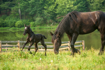Percheron Draft Horse mare with young foal in pasture
