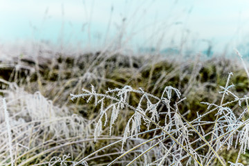 Hoarfrost on a grass early in the morning