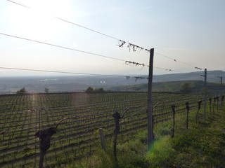 Obraz premium Weinbergdrähte und Reben am Kaiserstuhl im Gegenlicht