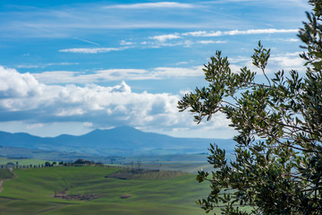 Obraz na płótnie Canvas Tuscany panorama. Olive tree with blue green blurry background