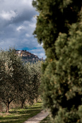 Fototapeta na wymiar Batignano village on a hill, between cypress and olive trees