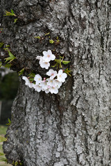 Springtime cherry tree trunk close-up
