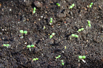 Strawberry seedlings planted in the soil. Top view. Close-up. Background. Texture.