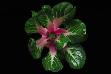 Green symmetry leaves of mangold salad on dark background. Macro shot. Food vegetable art. top view. low key