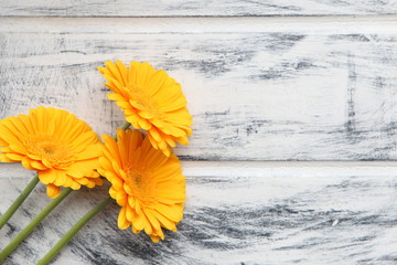 Yellow Gerbera flower on white painted wooden background. space for text. Flowers design. Beautiful, botanical background.
