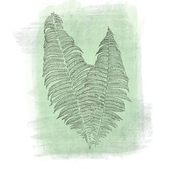 single fern leaves on a white background