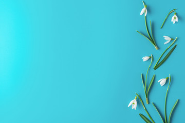Flower composition. Spring snowdrop flowers on blue background. flat lay. top view