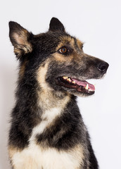 portrait of a mongrel dog on a white background