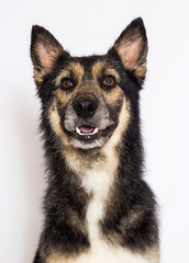 portrait of a mongrel dog on a white background