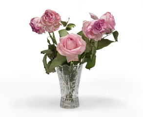 in a vase on a table wilted pink roses isolate after the holiday