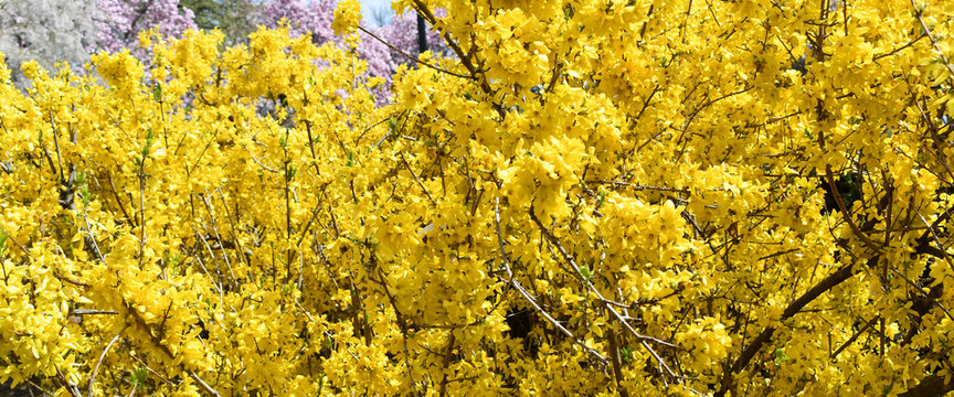 Yellow Forsythia bush in bloom
