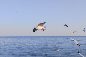 Seagulls bird flying over the sea with beautiful sunset on evening twilight sky landscape background
