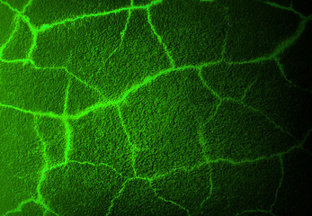 green mold in the cracks on the wall