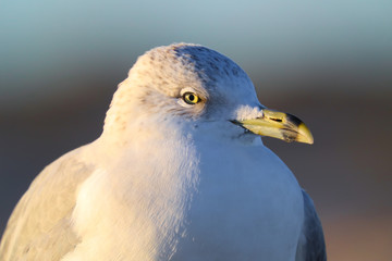 Portrait of a seagull