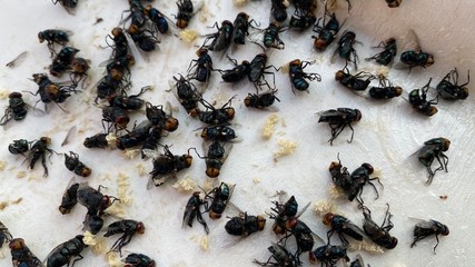 Many flies are stuck on paper with glue to trap the flies.  Flies are a vehicle for diarrhea.