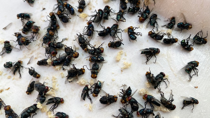 Many flies are stuck on paper with glue to trap the flies.  Flies are a vehicle for diarrhea.