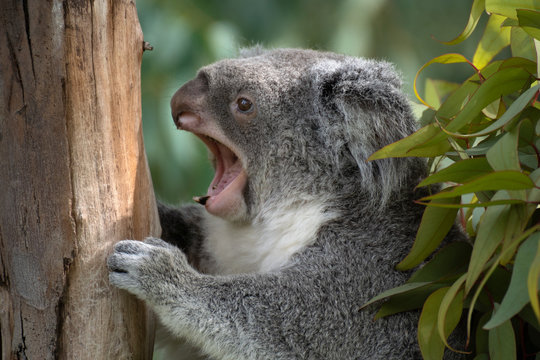 Koala australiano descansando en una rama y bostezando