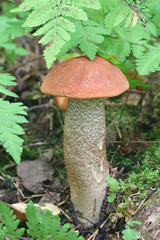 Leccinum quercinum (Leccinum aurantiacum var. quercinum), known as the red oak bolete or red-capped scaber stalk, wild mushroom from Finland