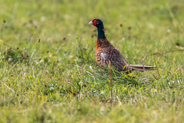 Common pheasant (Fasianus colchicus)