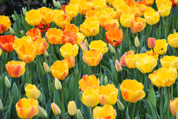  yellow tulips in the garden