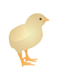 Small yellow chicken. vector illustration