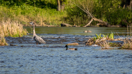 heron fishing in the river