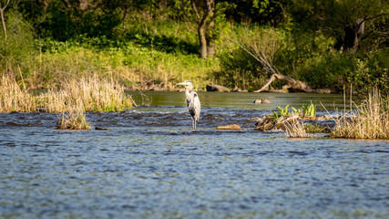 heron fishing in the river