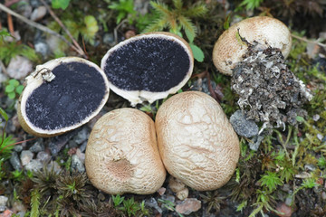 Scleroderma bovista, or Scleroderma verrucosum var. bovista, known as the Potato Earthball, wild fungus from Finland