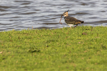 Lapwing (Vanellus vanellus)