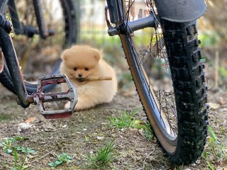 Baby Zwergspitz Pomeranian