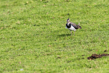 Lapwing (Vanellus vanellus)
