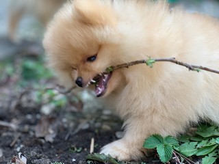 Baby Zwergspitz Pomeranian