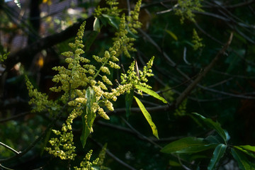 Mango flowers are blooming at the mango tree.